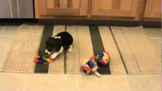 pocket beagles for sale.mpg