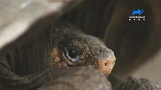 全球最後一隻, 滅絕百年陸龜現身 !  《滅絕動物大追蹤第2季》