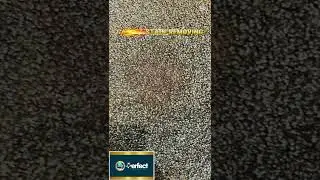 #carpet stain removing , steam cleaning  0434615219  