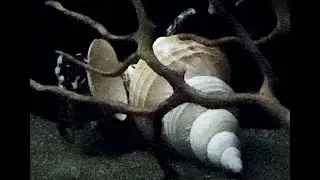 シライトマキバイ　Isaotaki buccinum　Buccinum isaotakii