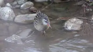 クイナの餌探し260118