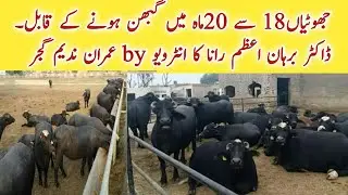 Nili Ravi Young Buffaloes  at Govt. Buffaloe Research Center Pattoki Video by Sir Imran Nadeem Sb