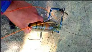 Tiger zinga fish video #shirtvideo #zingafish #indianfish