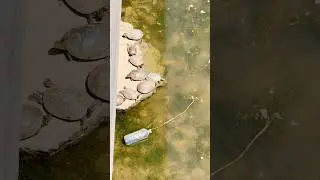 Sunbathing Turtles 🐢 #turtles #animals #outdoors