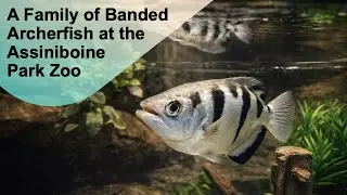 A Family of Banded Archerfish at the Assiniboine Park Zoo @papaatthezoo