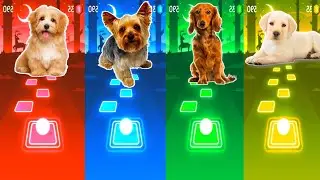Cute Dogs: Imagine Dragons Enemy - Mark Ronson Uptown Funk - Baby Shark | Tiles Hop EDM Rush