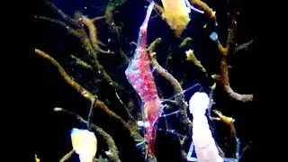 クラタモエビ　Kuratamoebi　Eualus kuratai