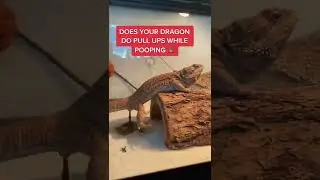 Reptile having DIARRHEA #Shorts