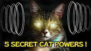 5 Amazing Cat Abilities You Never Knew Existed !