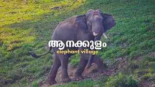 ആനക്കുളം | The Land of Wild Elephants | Anakulam, Idukki | Kerala