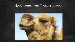 aanpassingen dieren aan hitte