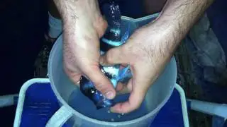 Stripping Cyphotilapia gibberosa 