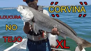 CORVINA XL APANHADA NO RIO TEJO ( IMPRESSIONANTE )