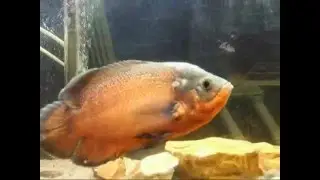 Loco Random Video Old Footage*