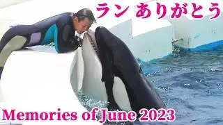 神戸須磨シーワールドに移送されたランの想い出!!June 2023 鴨川シーワールド シャチショー KamogawaSeaWorld  orca killerwhale