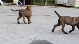 Belgian Malinois Puppies for Sale
