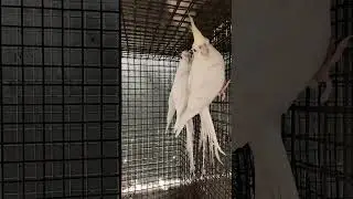 Albino cocktail breeding pair #jsf#birds #albinococktail#cocktail #birdslover#Cocktaillove#pets#vlog