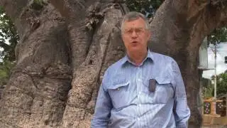 Famous Biobab Tree, Mannar, Sri Lanka - Huge & Ancient!!