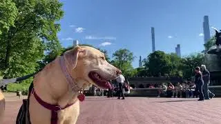 ‘On a Bench in New York’ @ Bethesda Fountain in Central Park