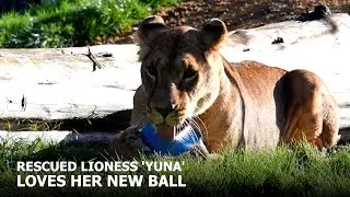 Rescued Lioness, Yuna, Plays With Her FIRST EVER Toy! | The Big Cat Sanctuary