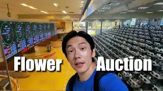 How flower auction works? | China's Largest Flower Market