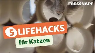 F&uuml;nf Lifehacks f&uuml;r das Leben mit Katzen - einfach und praktisch
