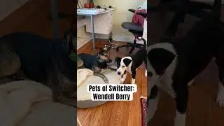 A Dog’s Life at Switcher! Meet Wendell, furry friend of our Brand Manager. #videomarketing