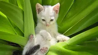 Little kittens exploring nature #cat #kitten #catplay