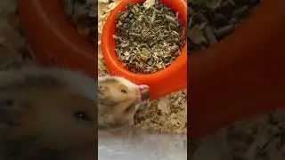 Let's start socializing my hamster who doesn't like communication 🙃