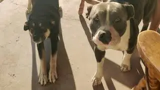 Blue Nose Pit, German Shepherd Mix & Blue Heeler relaxing Outside!!