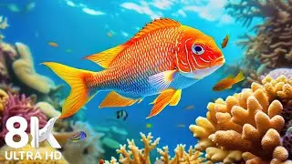 The REAL Difference Between 4K and 8K Aquarium Videos for Ocean Exploration