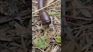 Narceus americanus #ontario #adventures #millipede #giantmillipedes #insects #milipedes #shorts