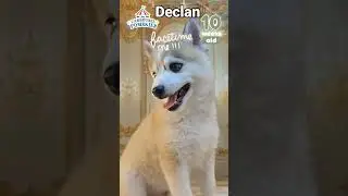 Declan the rare silver pomsky puppy with blue eyes - 10 weeks old!