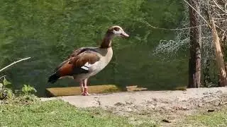 Нильский гусь