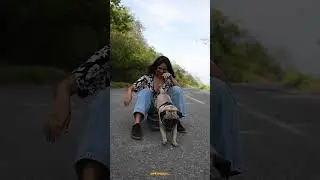pug #petpediaa #dogsofindia #pug #sarcastic