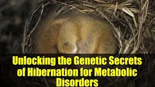 Unlocking the Genetic Secrets of Hibernation for Metabolic Disorders