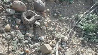 Rattlesnake Encounter