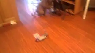Xmods mustang RC  scares Squirt