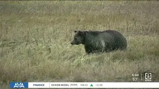Montana outfitter accused of killing grizzly while black bear hunting