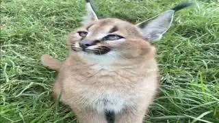 Rare footage of Baby Hecker