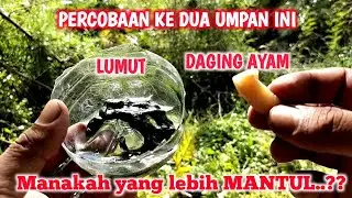 MANAKAH YANG TERBAIK DARI KE DUA JENIS UMPAN SEPAT SIAM INI..? #VLOG74