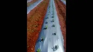 Chilli Cultivation # Mulching Sheet# High Density planting # 🌶️🌶️🌶️🌶️# India.