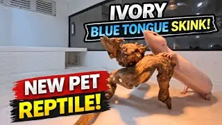Я поймал сцинка с голубым языком цвета слоновой кости! 🤯