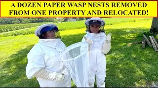 REMOVING A DOZEN PAPER WASP NESTS FROM ONE PROPERTY! MASS RELOCATION OF BENEFICIAL NATIVE SPECIES!