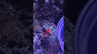 Adding Berghia Nudibranch to my reef aquarium to get rid of aiptasia