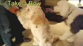 Labradoodle Puppy Tricks - Take a Bow and Slow Motion Play Dead.mpeg