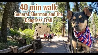 General Sherman and Congress Trail Virtual Hike 4k