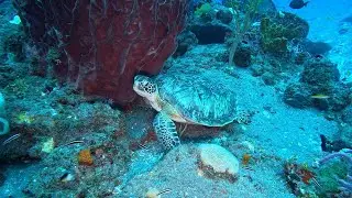 St  Kitts & Saba Diving