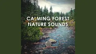Forest Sunrise