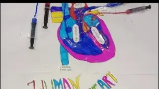 #projectwork #heart #saintumaracedmy #schoolproject #diy #heartpumping 